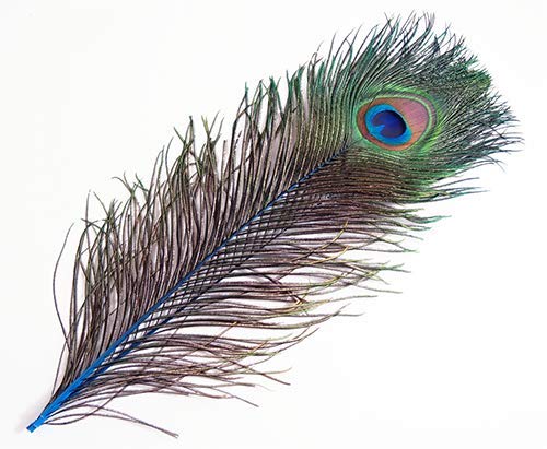 Amazon | 【羽】ピーコック・アイ 4本 [019-Eye] 孔雀の羽 (ブルー