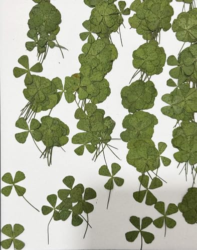 24 pcs Mini flores secas prensadas trébol 1-2cm miniatura 1