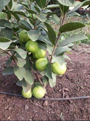 Image of Thai Alltime Super -10 Sweet Guava Live Plant
