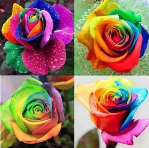 Colorful Rainbow Rose Flower Seeds Home Garden Plants Multi-Color
