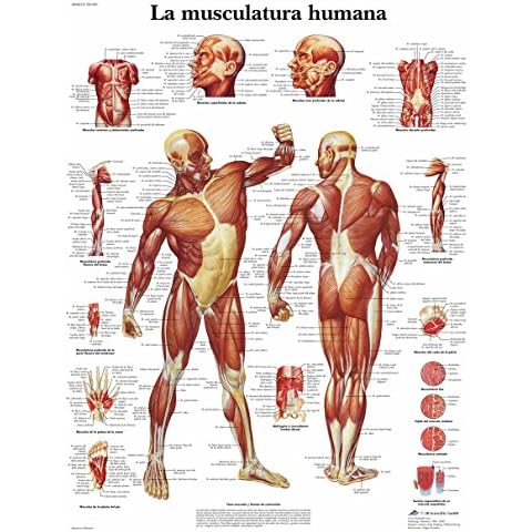 Póster anatómico de la Musculatura Humana 3B Scientific VR3118L Cover