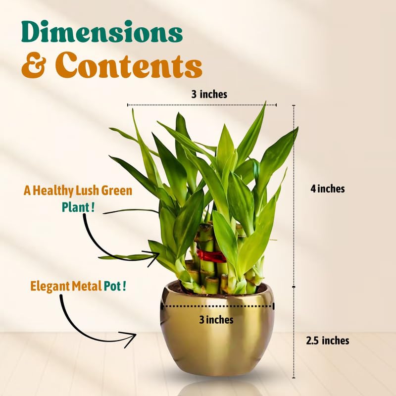 Image of Amulya FARMS Lucky Bamboo 2 Layer Plant in Golden Metal Pot | Indoor Live Bamboo Plants for Home, Living Room, Office, Desk Decoration | Vastu & Feng Shui Good Luck Plant