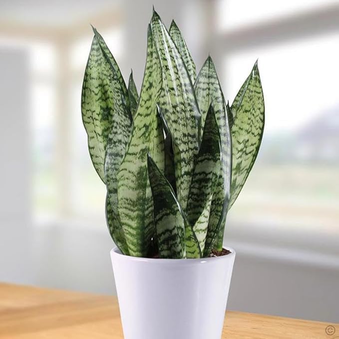 Live Snake Plant | Good Luck Plant pack of 1 | Snake Plant Indoor Live Plant | Office Desk Balcony | Indoor Plants For Living Room | Indoor Plant