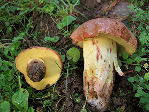 Butyriboletus appendiculatus Mushroom Mycelium. Biological Mycelium