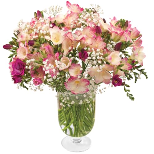 Sendabunch Fresh Freesia Bouquet | 30 Sweetly Scented Stems, Hand-Picked Channel Island Flowers with 8-Day Freshness Guarantee | Pink