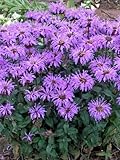 Perenial Farm Marketplace Monarda x 'Blue Moon' (Sugar Buzz® Bee Balm) Perennial,Size-#1 Container, Blue Flowers