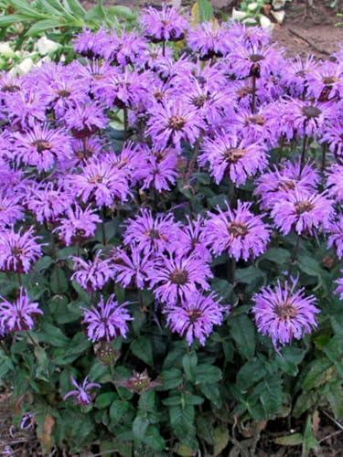 Perenial Farm Marketplace Monarda x 'Blue Moon' (Sugar Buzz® Bee Balm) Perennial,Size-#1 Container, Blue Flowers
