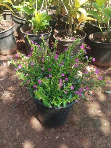 Go4plants Kopia Live Plant Beautiful Flower with Pot (B096Q82FSX) Amazon Price History, Amazon Price Tracker