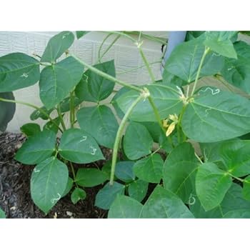 Amazon Com 100 Blackeye Pea Cow Pea Cowpea Southern Pea