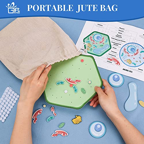 Image of GiftAmaz Animal and Plant Cell Anatomy Model, Soft Felt Science Model Toy | Early Cell Biology and Life Science STEM Toy, Classroom Teaching Aid, Educational Learning Activities Birthday Toy for Kid 6+