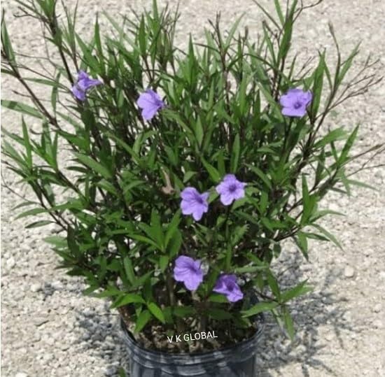 Plants Live Maxican Petunia Plant | Ruellia Simplex Blue Bells Plant | Pack of 1 PIant-image-44