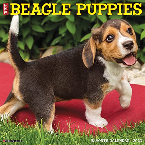 Just Beagle Puppies 2023 Wall Calendar Amazon price tracker