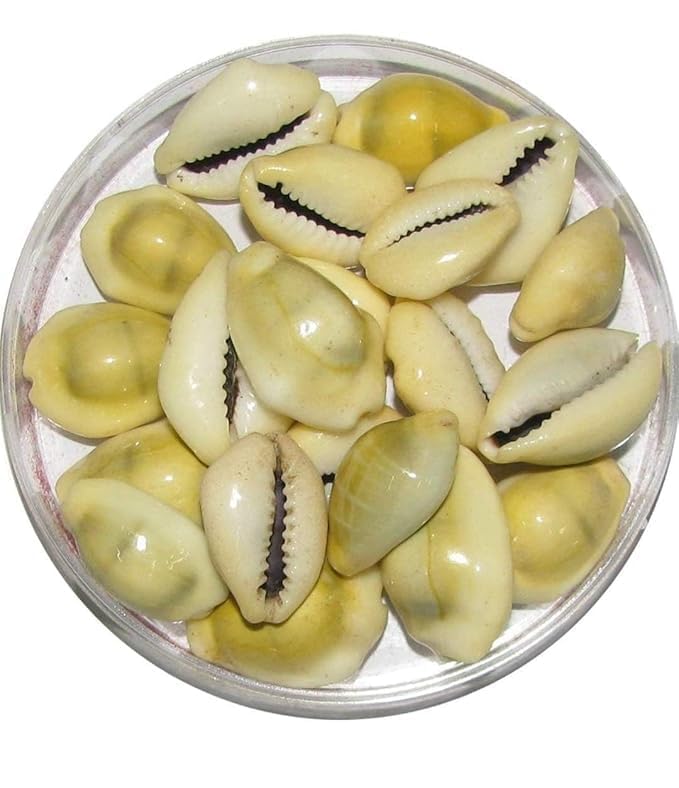 Anshraj Neelam Ratna Lakshmi Peeli | Yellow Kawri Sea Shells | Natural Yellow Cowrie Shells for Laxmi & Diwali Pooja (Pack of 51) 3