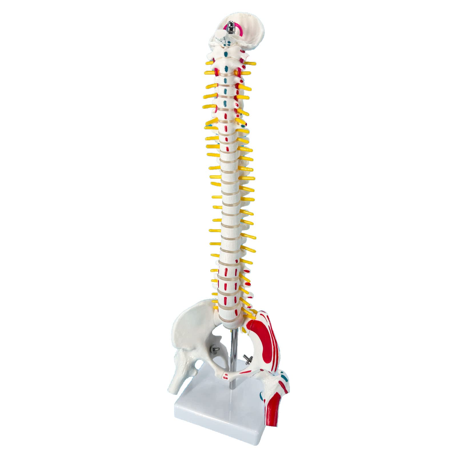 Veipho Spine Model, Mini Spine Vertebrae Models for Anatomy, Small Anatomical Spinal Model with Muscle Origins and Insertion Points, Spine Models with Stand and Nerves for Chiropractors