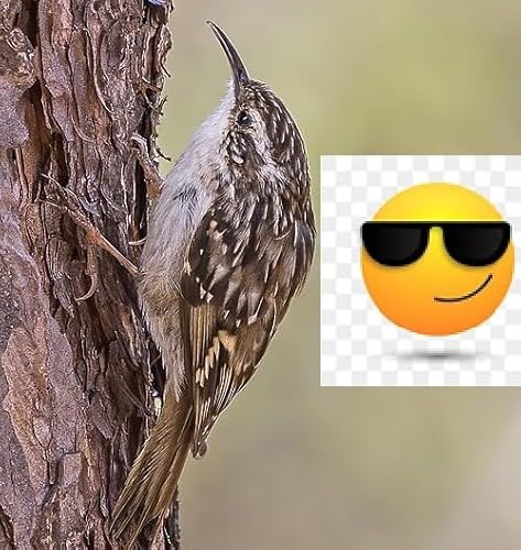『Kinda Cool: The Short-Toed Treecreeper』のカバーアート