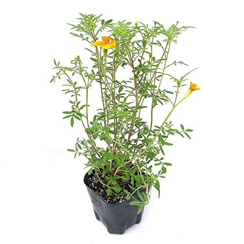 ^QeXFS[h_3|bg 3Zbg[PW][NJԂ̃}[S[hEVgX~g̍]