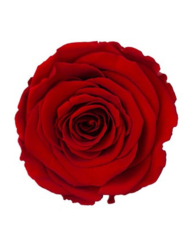 verdissimo 12 Rose Naturali Stabilizzate DIAM DA 3 A 5 cm Circa Non necessita di Luce ne Acqua Regalo San Valentino (Rosso)