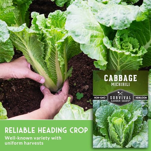 Napa Cabbage Seeds for Planting - Survival Garden Seeds (3 Packs) - Image 4