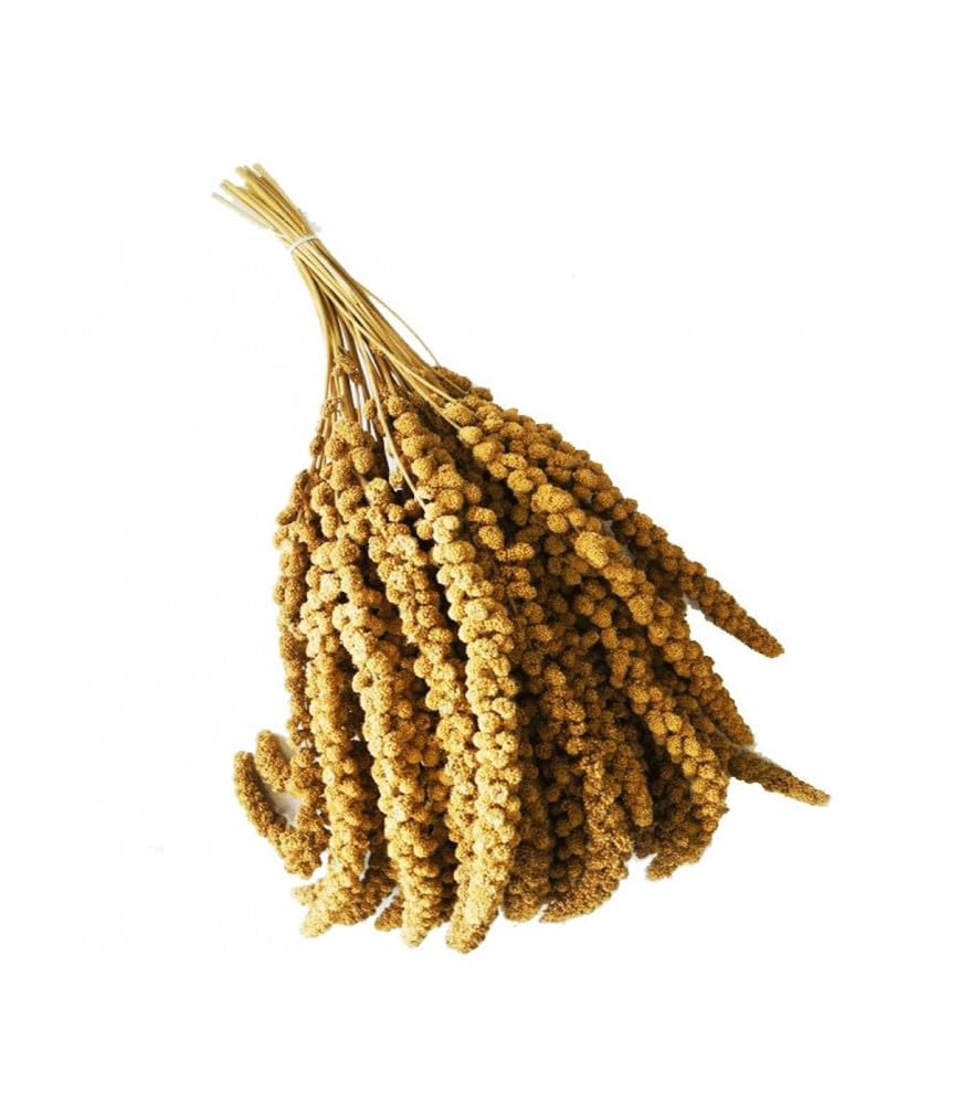Spighe di Panico 6kg, Snack per Uccelli Esotici, Cocorite, Pappagallini, Inseparabili, Canarini e Cardellini
