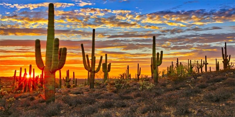 Tranhiafe 48x18in Terrarium Background Western Desert Cactus Wild West Sunset Scenery Reptile Habitat Aquarium Fish Tank Decoration Vinyl Background