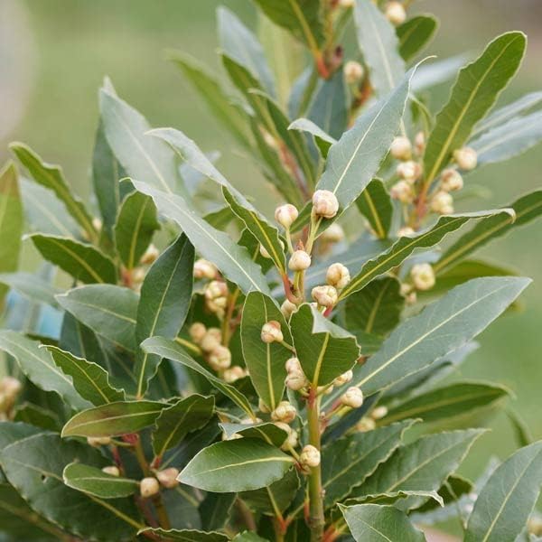 Miniatura 2 de Laurel - Árbol de hoja de laurel Laurus Nobilis de 10 pulgadas de altura, adornos para interiores y exteriores, plantas perennes, cultivo de jardín,