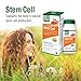 Bell Stem Cell Supplements - Supports Your Body's Natural Ability to Replace Worn Out Cells and Rejuvenate Tissue | Celulas Madres | 60 Capsules