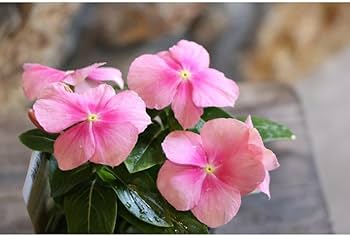 Amazon.co.jp: ニチニチソウ アイシーピンク 3号ポット苗 3株セット