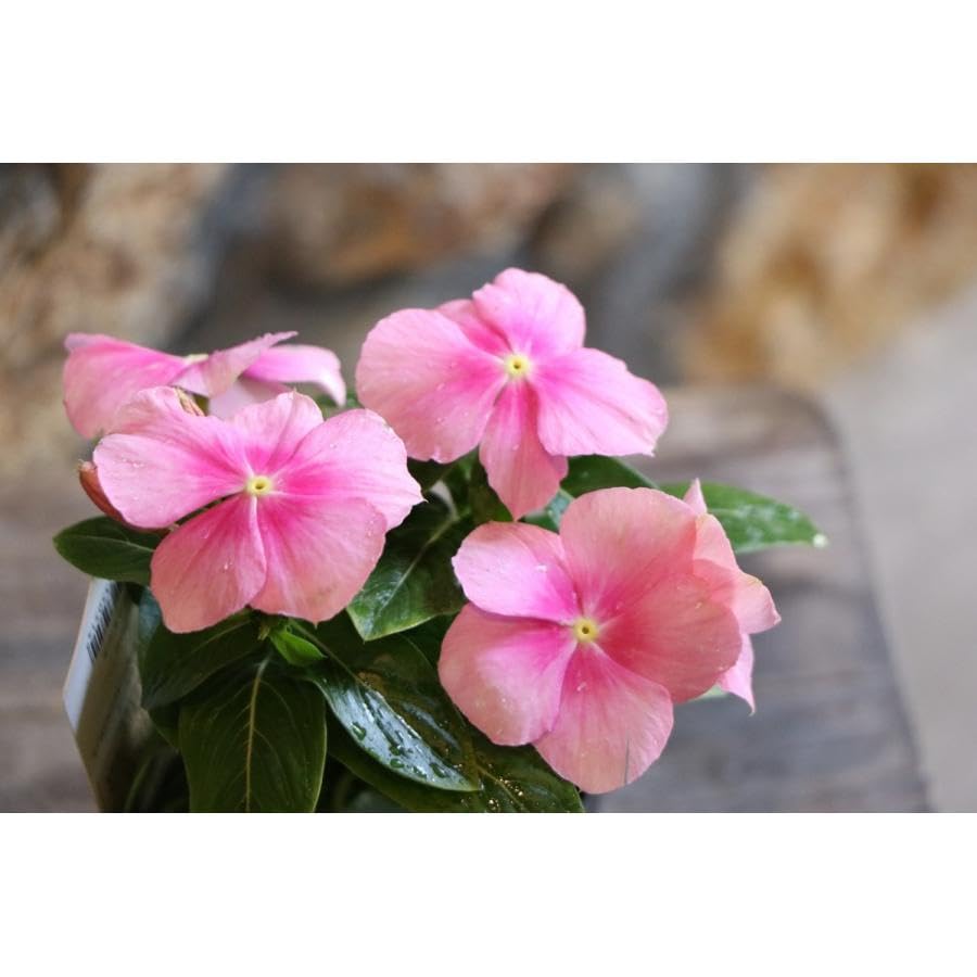 寄せ植え花　日々草　ピンク 自分で作る寄植えセット】日々草を楽しむピンクの寄せ植えセット