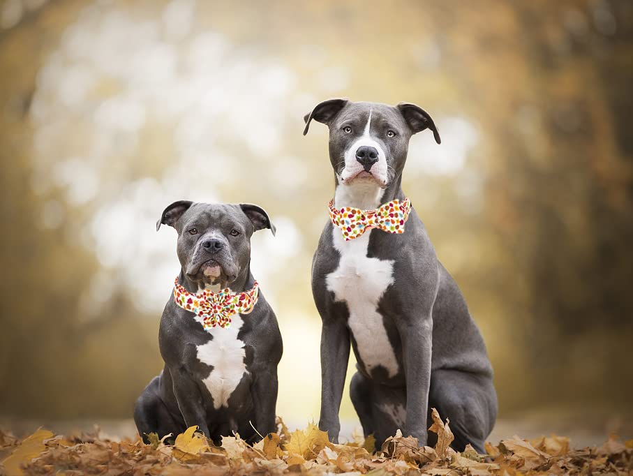 ARING PET Hundehalsband Mit Fliege – Herbst-Design, Verstellbar, Orange Gitter, Für Kleine Bis Große Hunde, Mit Metallschnalle