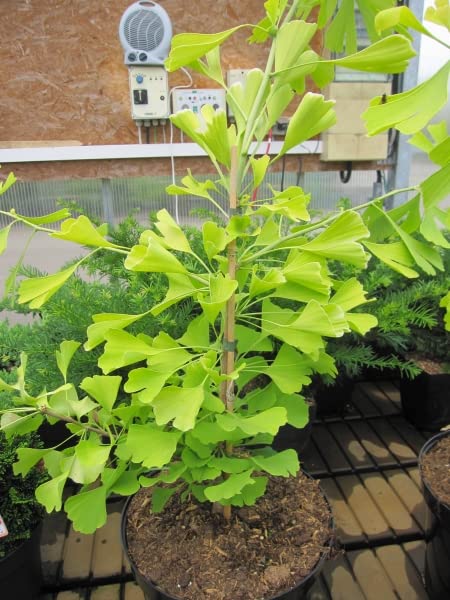 Ginkgo biloba Ulrich's Gold - Fächerblattbaum Ulrich's Gold - Heilpflanzen 40-60cm