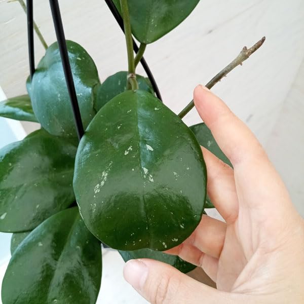 Amazon｜[観葉植物フェア]ホヤ：オボバタ 4号吊り鉢[希少品種