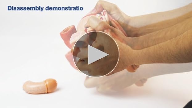 【ラプンツェル様用】ATAVISM / PUTREFIED GENITALIA Traumatophora triscalpta (Martens, 1875). Genitalia