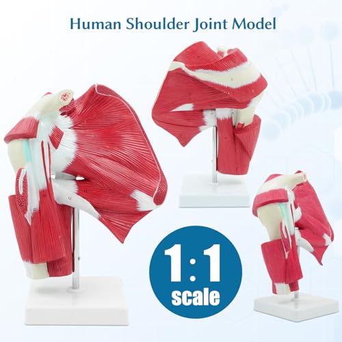 Image of SFXYJ Shoulder Joint Muscled Model, 1:1 Life Size Human Complete Shoulder Anatomy Model Musculature from Rotator Cuff to Subscapular Tendon Muscles with Product Manual for Medical Study Training