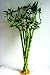 Betterdecor-10 Stalks of 18 Inches Spiral Lucky Bamboo, Exclusive Design By Betterdecor