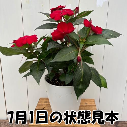 Amazon.co.jp: ニューギニア インパチェンス サンハーモニーシリーズ