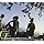 carview.php?tsp=