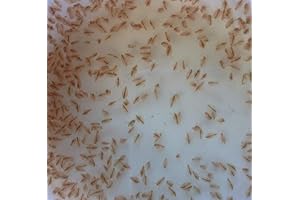 100+ Daphnia Eggs: Essential Fish Food for Your Freshwater Friends