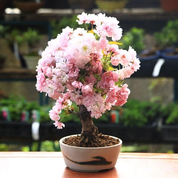 Amazon.co.jp: 桜盆栽：八重桜(南殿）*＜瀬戸焼鉢白丸鉢＞さくら お