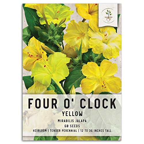Grow Four O'Clocks From Seed Say Hello to Beautiful Blooms