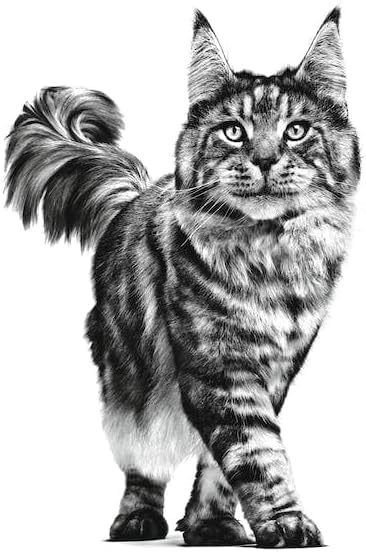 Royal Canin Expert Adult | 2 kg | Alleinfuttermittel für Katzen | Erhalt des Idealgewichts