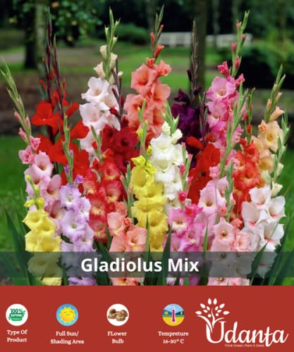 udanta Gladiolus Mixed Flower Bulbs - Pack of 1 bulb, Multicolour, (BLLB0X123)