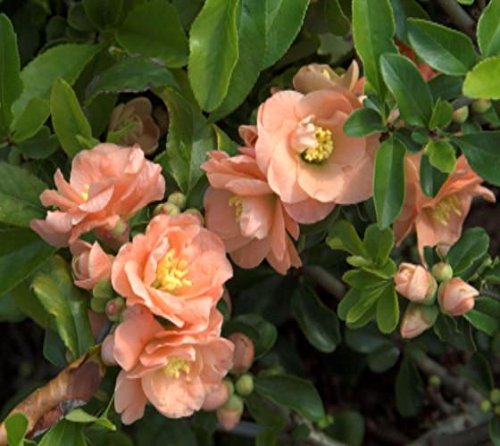Cameo Flowering Quince - Live Plant - (1 QT)