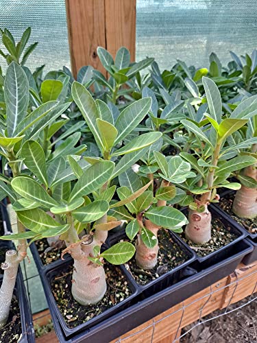 Desert Rose Adenium Obesum Multi Branched Seedlings Bundle of 4 Plants 8-12 Inches Tall 1 Year Seedlings