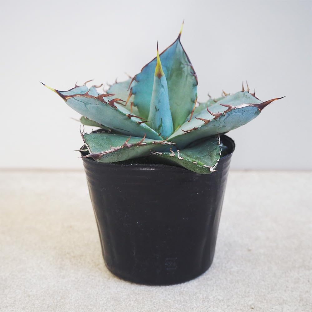 Amazon｜ITANSE アガベ チタノタ ホワイトアイス 3号 1個売り