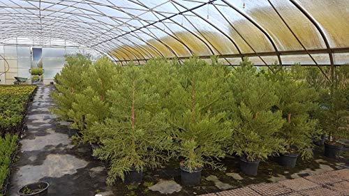 3st. Mammutbaum 20-40cm Sequoiadendron giganteum Riesenmammutbaum Mammutbäume