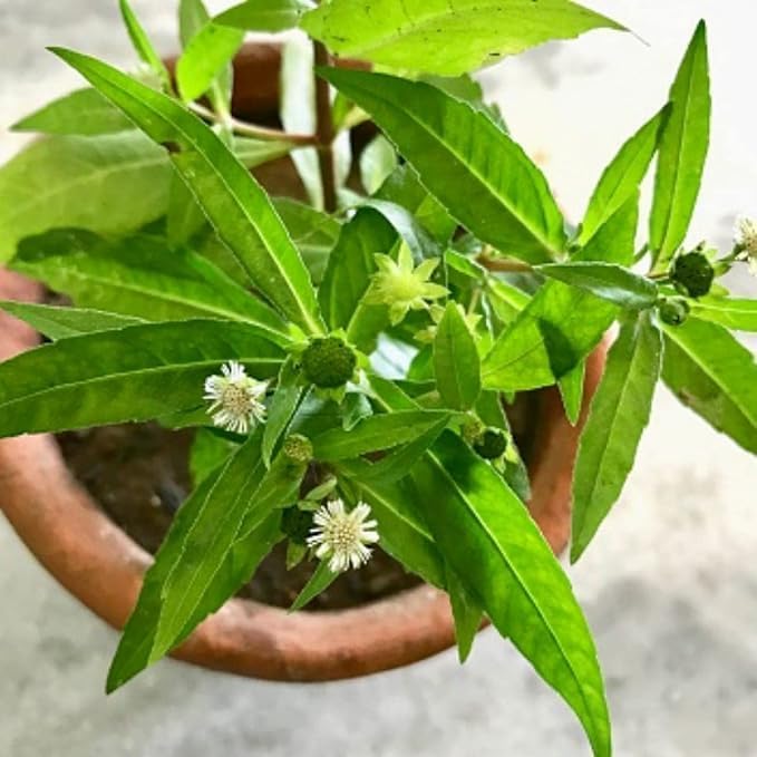 Image of Bhringraj Live Plant with Pot | Ayurvedic Medicinal Herb Plant for Hair Care | Eclipta Alba Herbal Plant for Home Garden Balcony Terrace & Kitchen Garden | Pack of 1