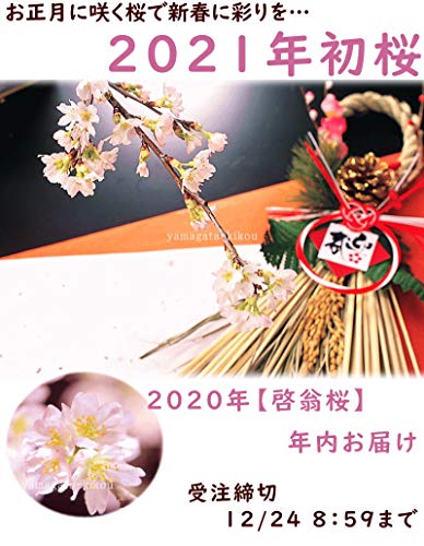 花の咲かない時期の桜の木の見分け方 トゥインクル シンガポール上陸
