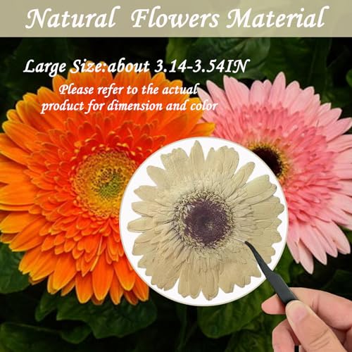Flores secas blancas grandes para manualidades en resina miniatura 2