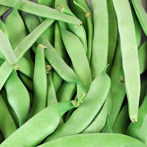 Roma II Bush Beans, 50 Count Seed, Planting, Non-GMO Bush Bean, Country Creek Acres Brand