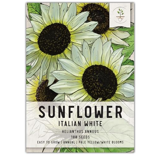 Seed Needs Italian White Sunflower Seeds